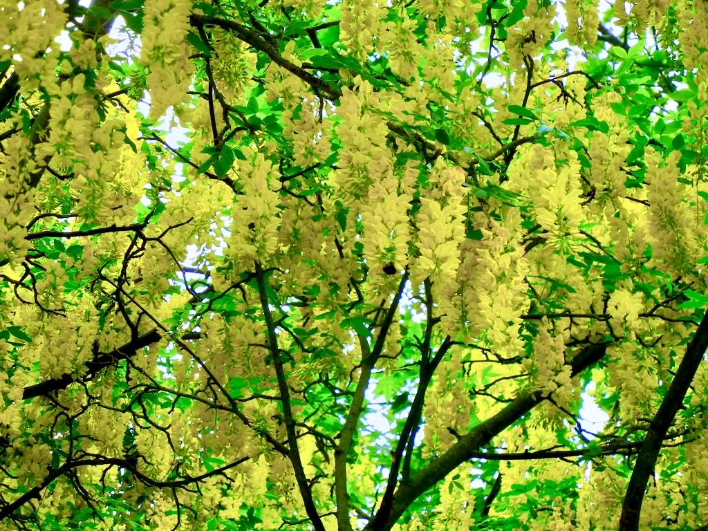Laburnum anagyroides