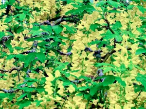 Laburnum anagyroides