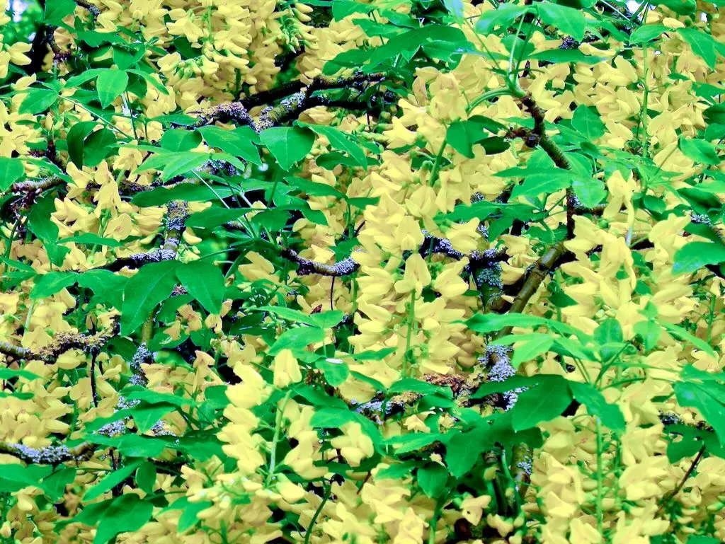 Laburnum anagyroides
