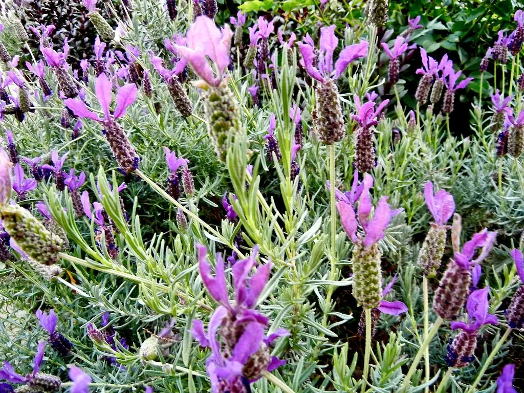 Lavandula stoechas subsp. stoechas