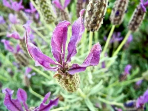 Lavandula stoechas subsp. stoechas