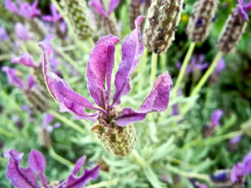 Lavandula stoechas subsp. stoechas