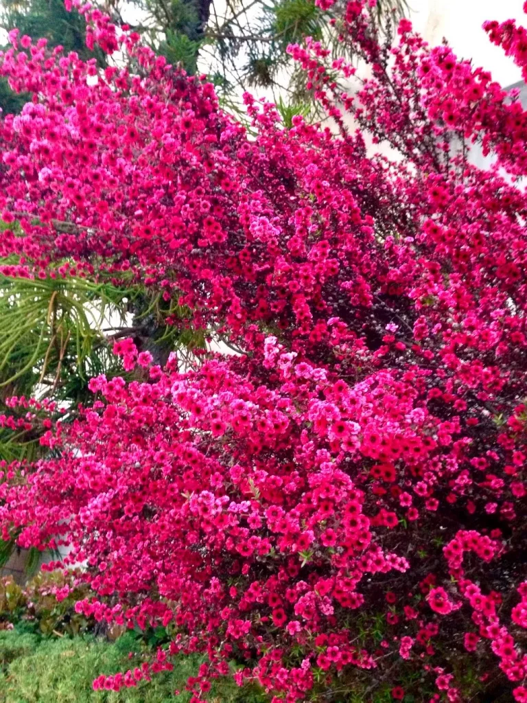 Leptospermum scoparium'Red Damask'
