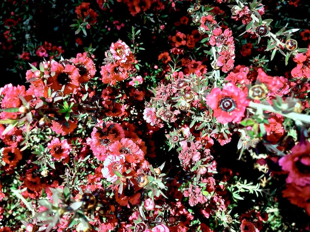 Leptospermum scoparium 'Red Damask'