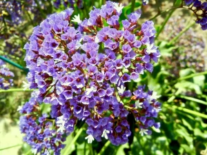 Limonium sinuatum