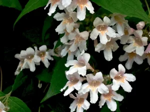 Linnaea amabilis, or Kolkwitzia amabilis