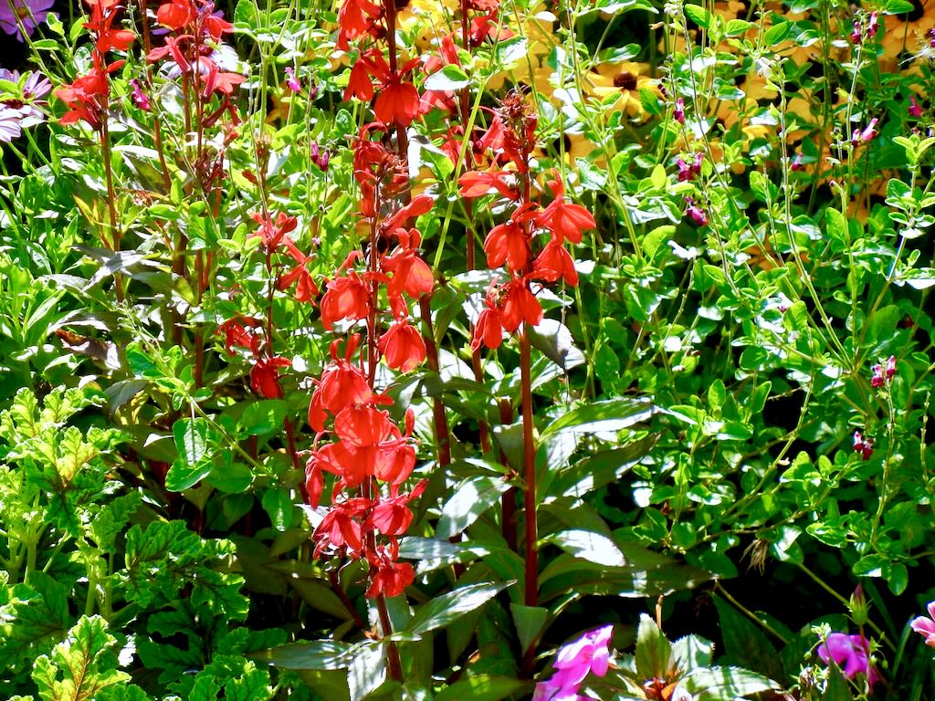 Lobelia cardinalis-1 - Online Flower Garden Lobelia cardinalis