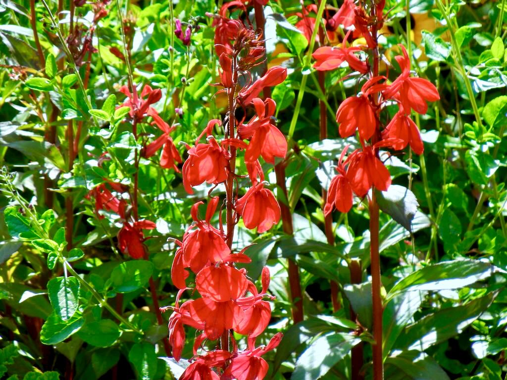 Lobelia cardinalis - Online Flower Garden Campanulaceae Lobelia cardinalis