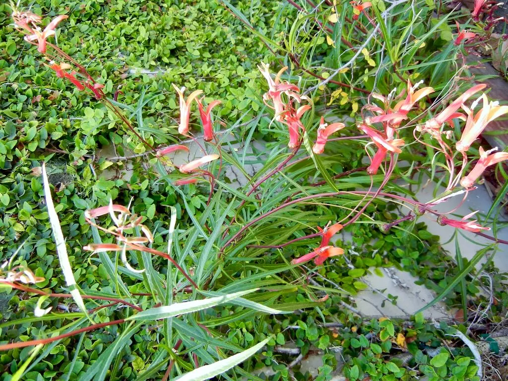 Lobelia laxiflora var. angustifolia