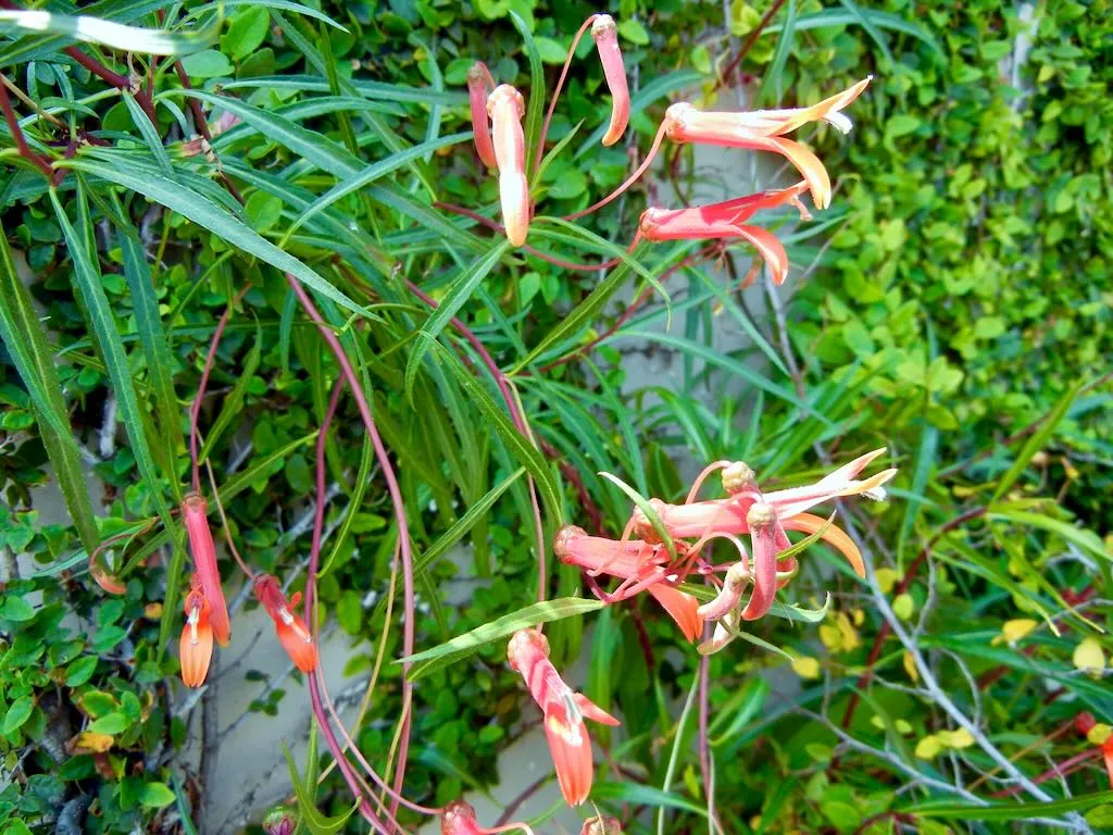 Lobelia laxiflora var. angustifolia
