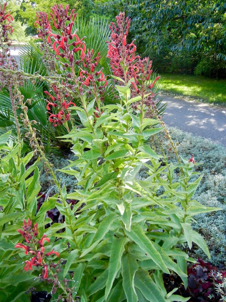 Lobelia tupa-1 - Online Flower Garden Lobelia tupa