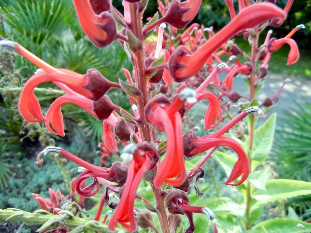 Lobelia tupa - Online Flower Garden Campanulaceae Lobelia tupa