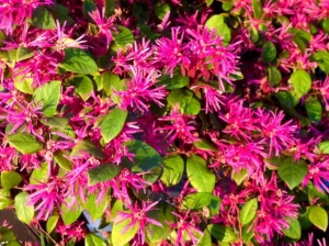 Loropetalum chinense