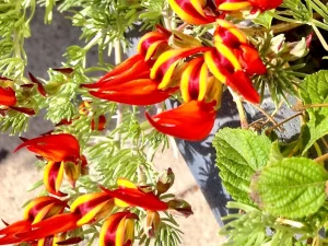 Lotus maculatus