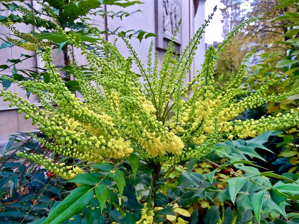 Mahonia x media 'Charity'