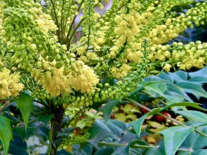 Mahonia x media 'Charity'