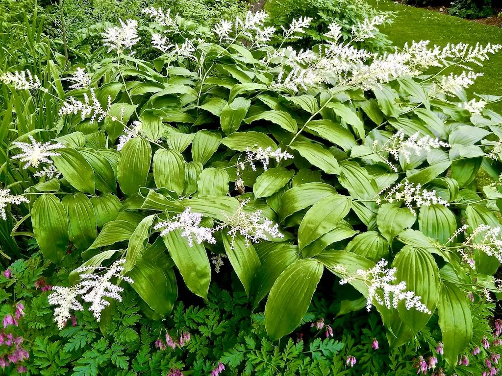 Maianthemum racemosum-1 - Online Flower Garden Maianthemum racemosum
