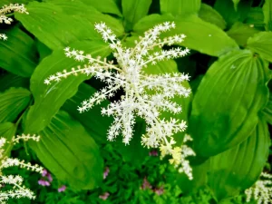 Maianthemum racemosum