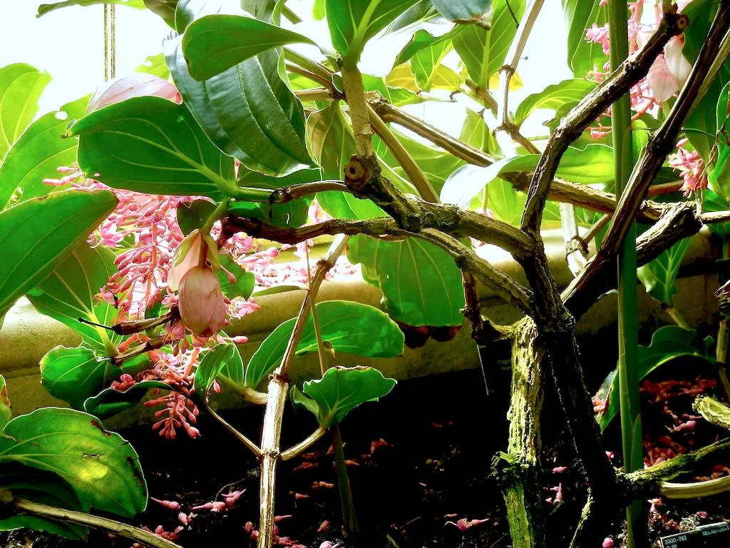 Medinilla magnifica-1 - Online Flower Garden Medinilla magnifica