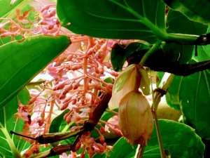 Medinilla magnifica