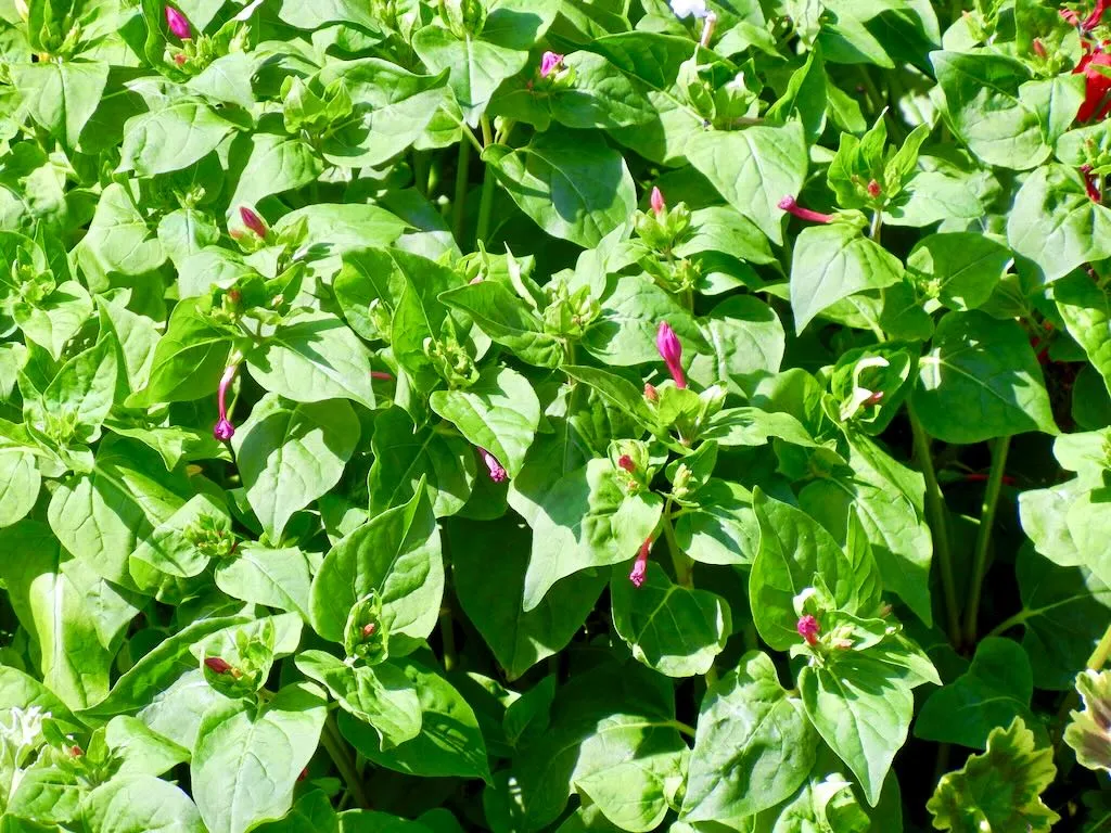 Mirabilis jalapa
