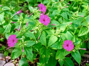 Mirabilis jalapa