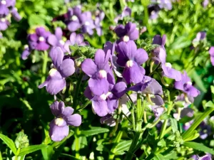 Nemesia 'Bluebird'