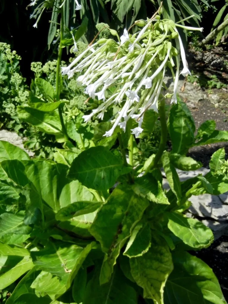 Nicotiana sylvestris