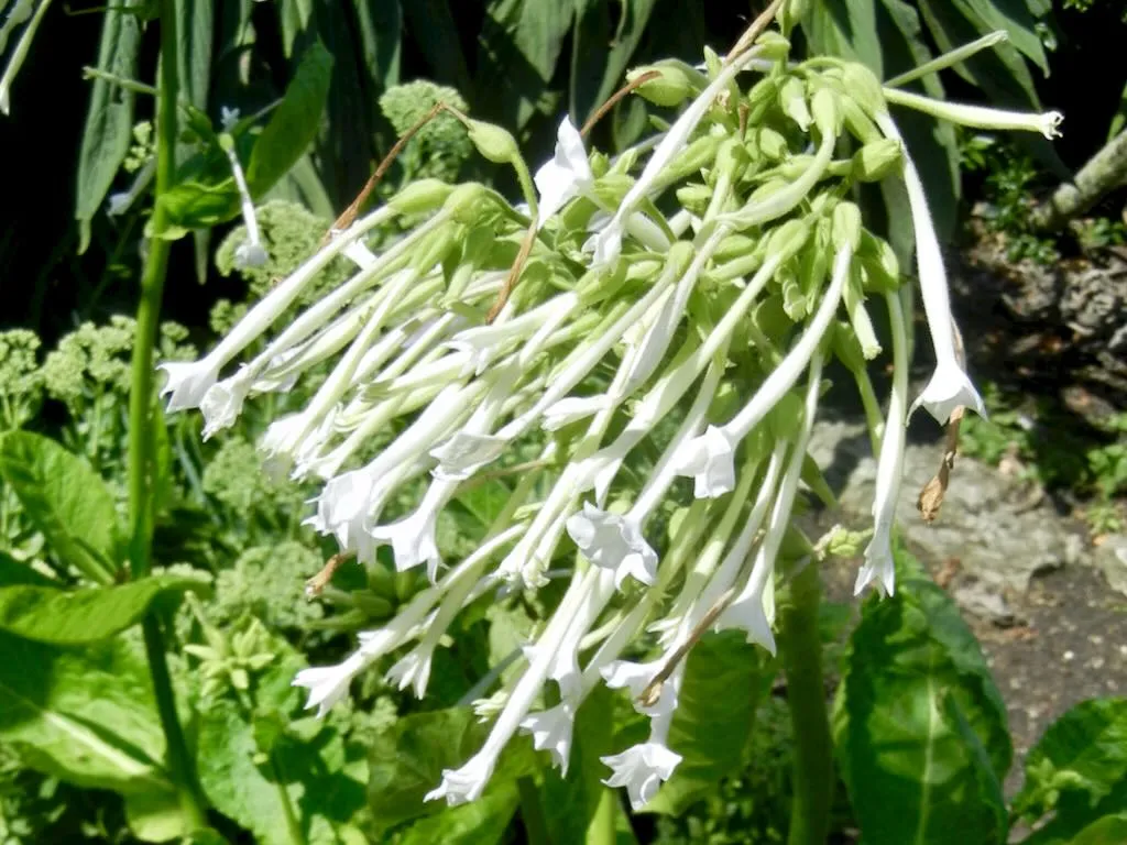Nicotiana sylvestris - Online Flower Garden Nicotiana sylvestris