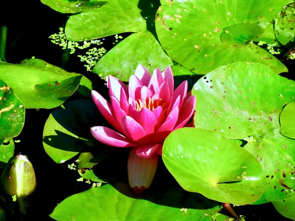 Nymphaea'Masaniello'