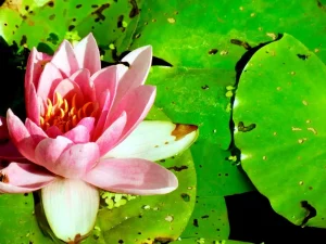 Nymphaea 'Masaniello'
