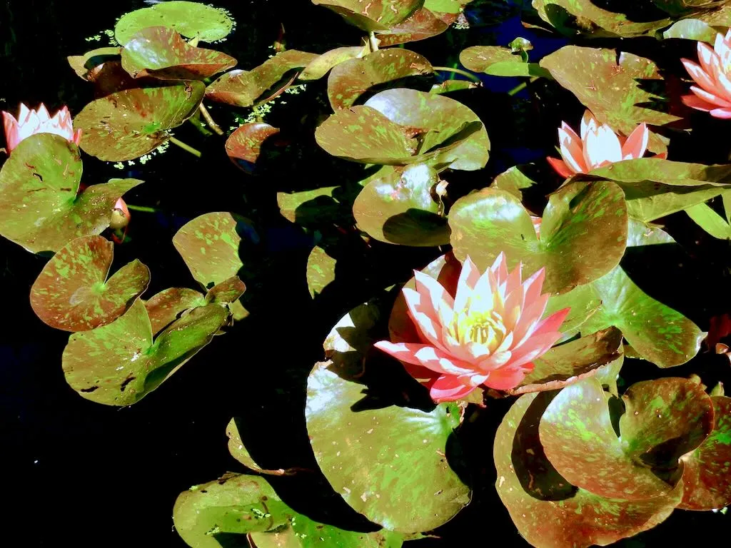 Nymphaea Wanvisa-1 - Online Flower Garden Nymphaea'Wanvisa'