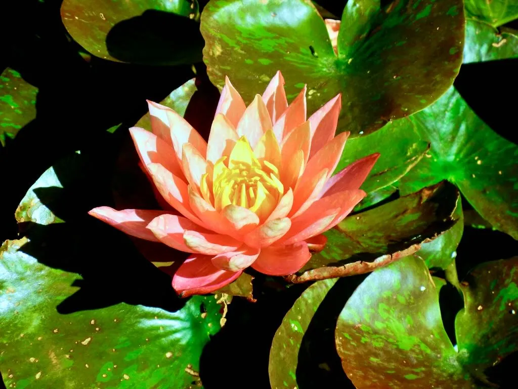 Nymphaea Wanvisa - Online Flower Garden Nymphaea 'Wanvisa'