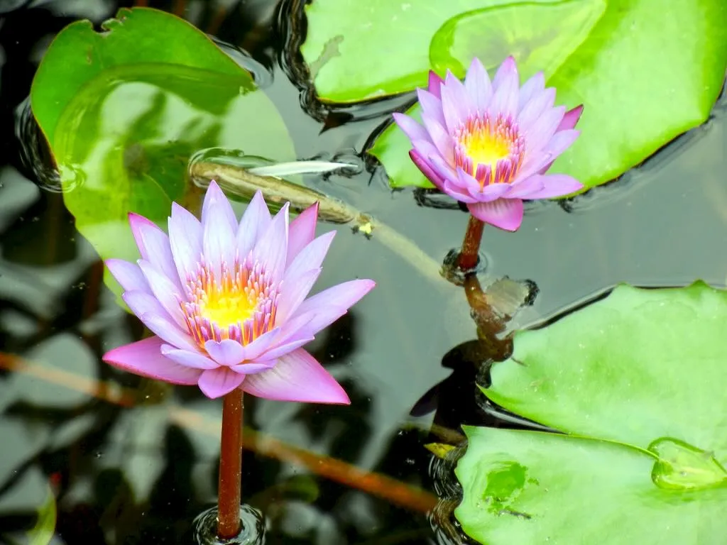 Nymphaeae Alba - Online Flower Garden Nymphaea Alba - Tahiti