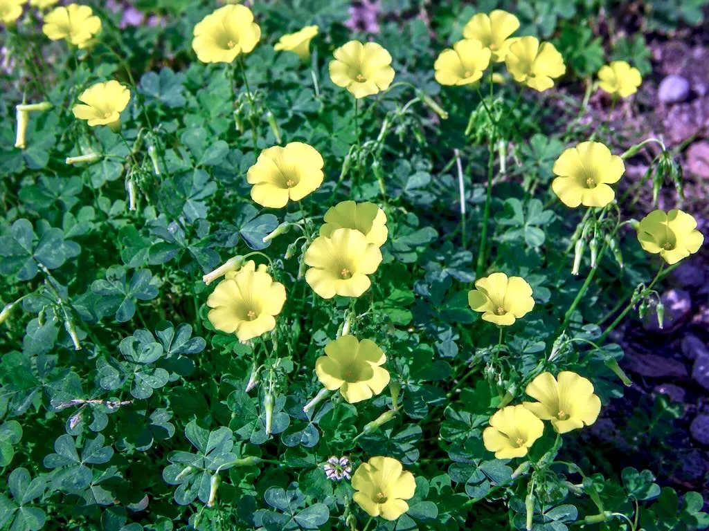 Oxalis p-1es-caprae-1 - Online Flower Garden Oxalis pes-caprae