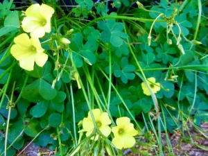 Oxalis pes-caprae
