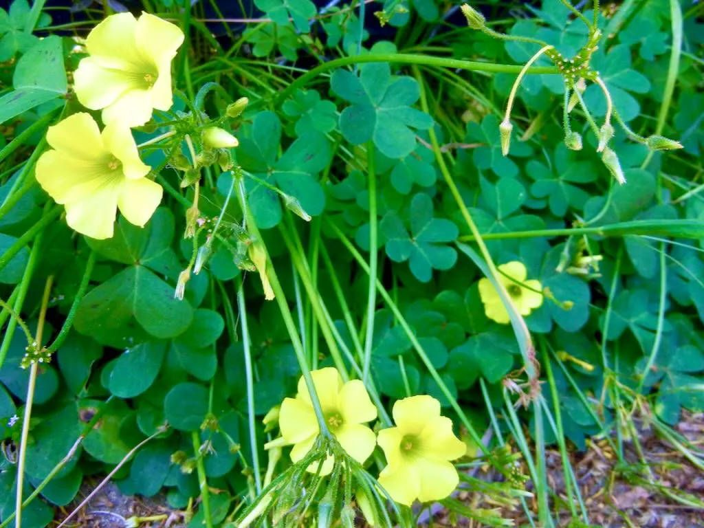 Oxalis pes-caprae - Online Flower Garden Oxalidaceae Oxalis pes-caprae
