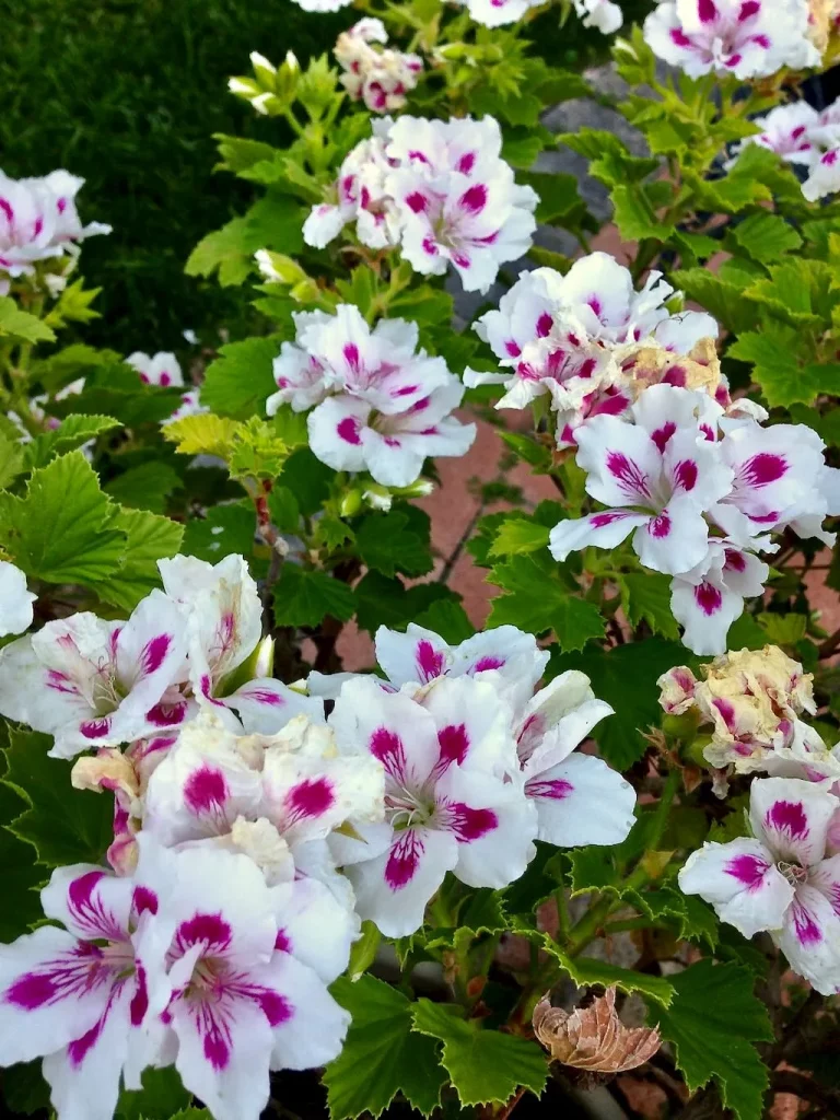 Pelargonium graveolens