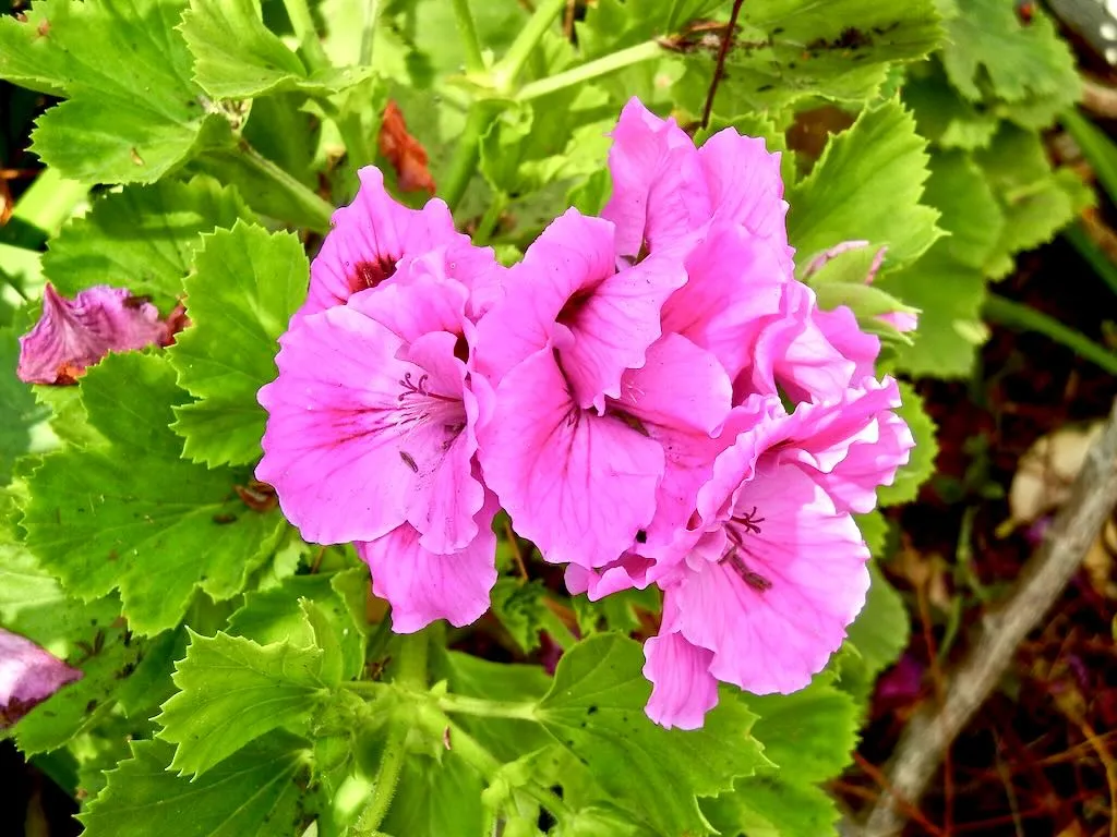 Pelargonium graveolens