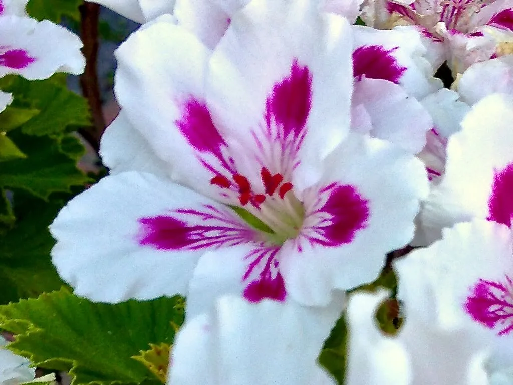 Pelargonium graveolens