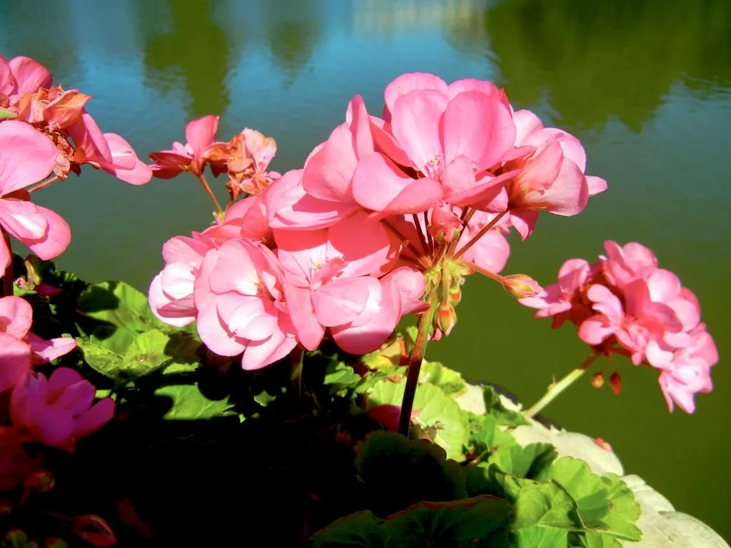 Pelargonium hortorum 'Big Eeze Pink'