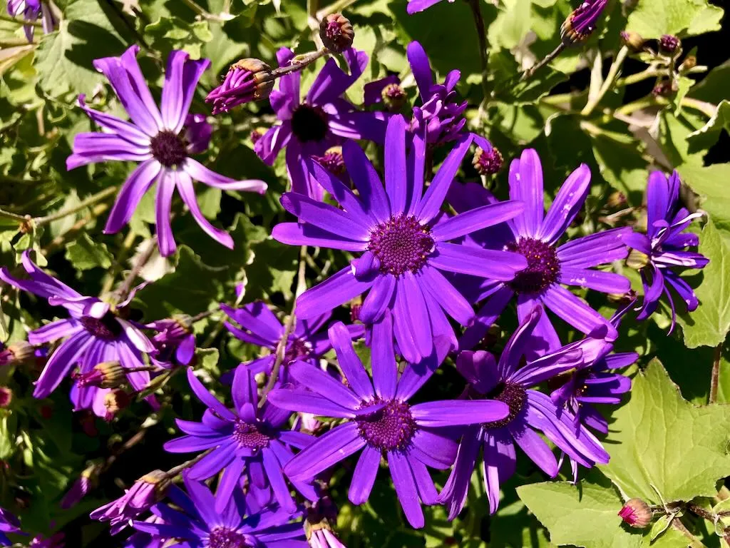Pericallis hybrida-1 - Online Flower Garden Pericallis x hybrida