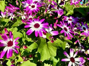 Pericallis x hybrida
