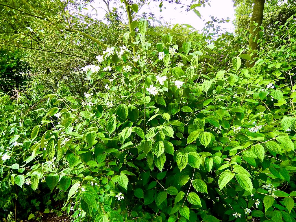 Philadelphus lewisii-1 - Online Flower Garden Philadelphus lewisii