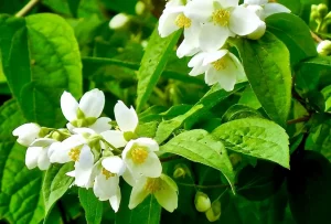 Philadelphus lewisii
