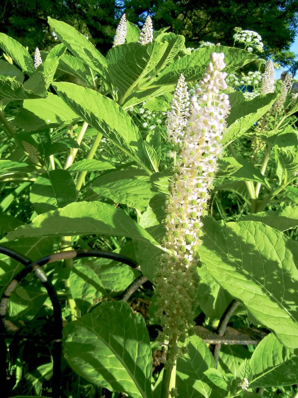 Phytolacca americana-1 - Online Flower Garden Phytolaccaceae Phytolacca americana
