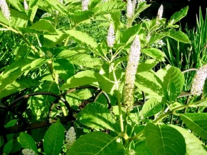 Phytolacca americana