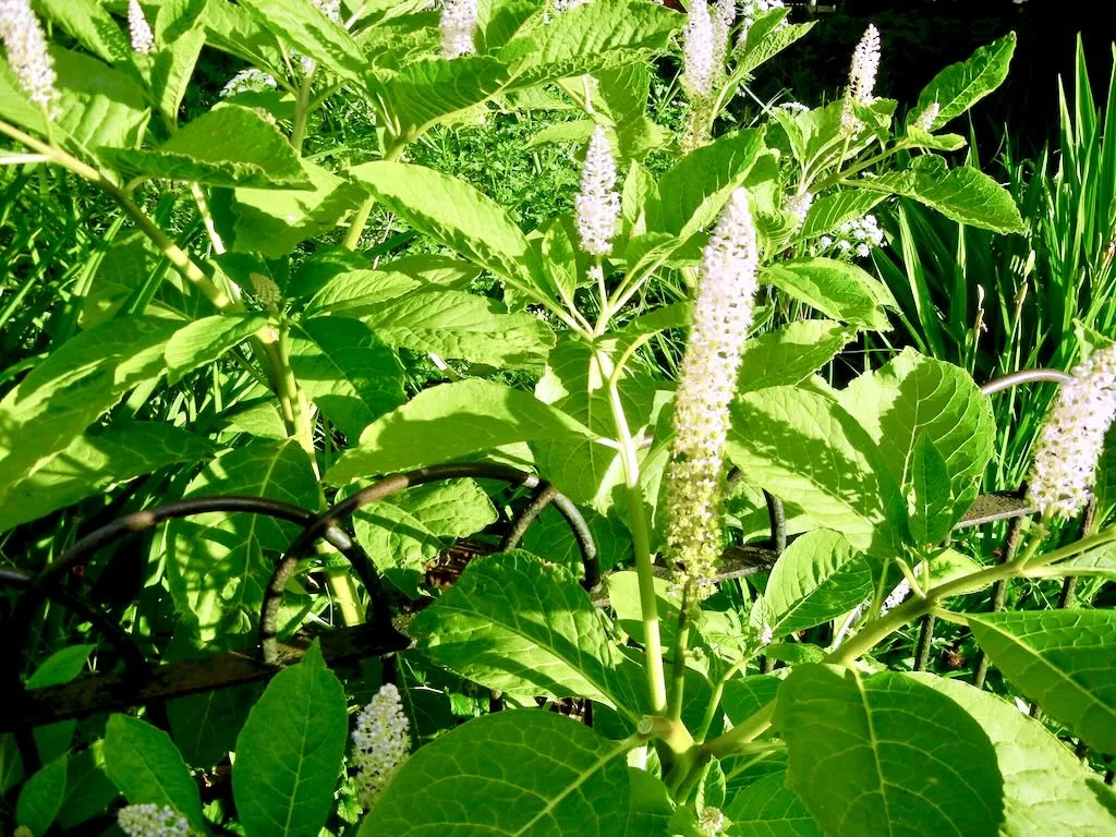 Phytolacca americana - Online Flower Garden Phytolacca americana