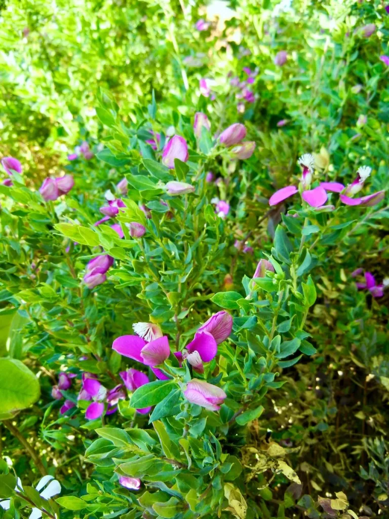 Polygala myrtifolia-1 - Online Flower Garden Polygala myrtifolia