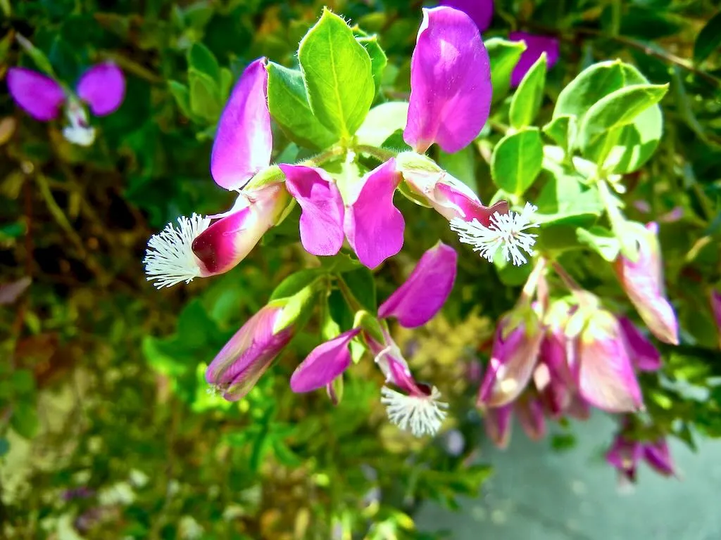 Polygala myrtifolia - Online Flower Garden Polygala myrtifolia